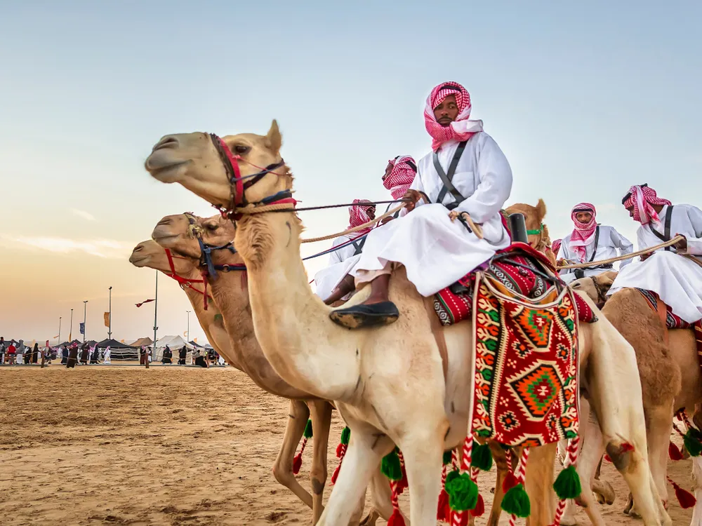 desert camel saudi arabia