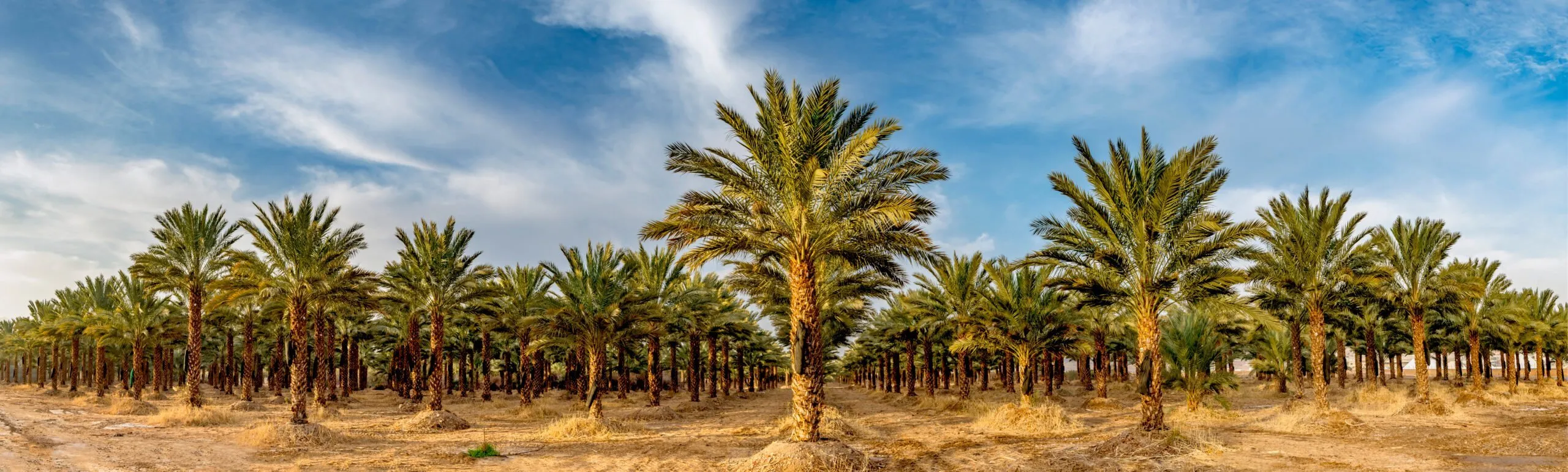 Visit Saudi Arabia Spring